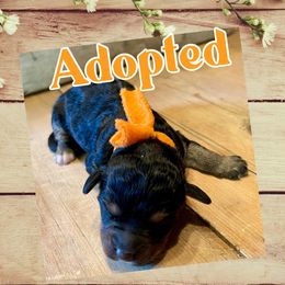 Bernedoodle, Double Doodle, French Bulldog, and Goldendoodle Puppies from Down on the farm Doodles