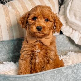 Elton - Red  male Goldendoodle puppy in Iola, Texas from Supreme Doodles of Texas