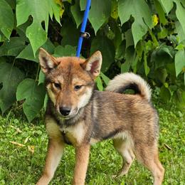 Pocky - Red sesame female Shikoku Ken puppy in Tulsa, Oklahoma from Kiseki No Yama