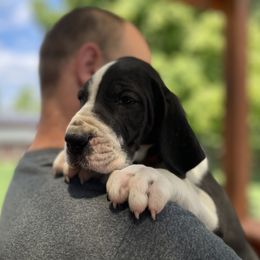 Bobby (Bob) - Mantle Great Dane puppy in Miamisburg, Ohio from Myshire Danes
