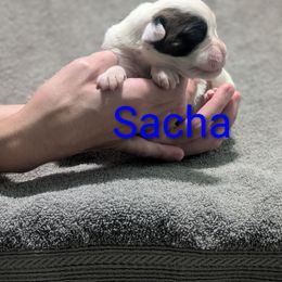 Sacha - White female Boxer puppy in New Holland, Pennsylvania from Shady Rill puppies
