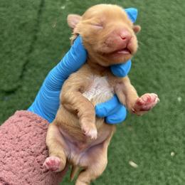 Fig - Wheaten male Miniature Schnauzer puppy in Hemet, California from Journee Home Mini Schnauzers