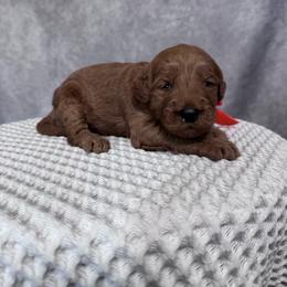 Boy 3 Pick- Med. Goldendoodle - Red  male Goldendoodle puppy in Piedmont, South Carolina from The Farm at Saluda Ridge