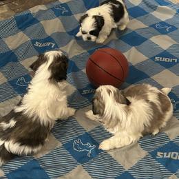 Shih Tzu Puppies from Added family