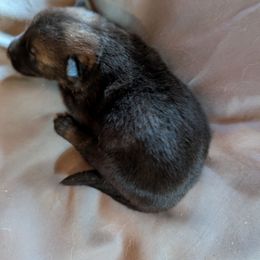 Girl 2 - Sable female German Shepherd puppy in Springtown, Texas from Odom's German Shepherds