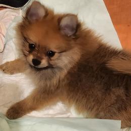 Pomeranians from Frank Sidders