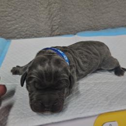 Blue collar - Gray male Cane Corso puppy in Fritch, Texas from Carrie Brown's Cane Corsos