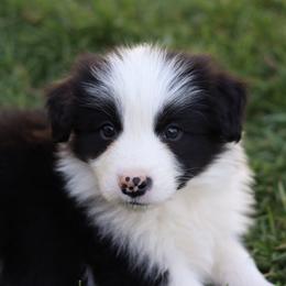 Havoc - Black and white male Border Collie puppy in Kalispell, Montana from North Fork Border Collies