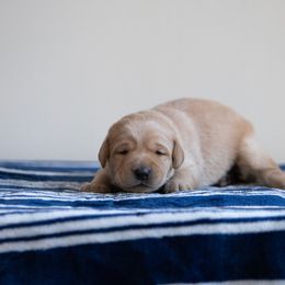 Labrador Retriever Puppies from Sun Ridge Labradors