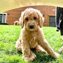 Goldendoodle Puppies from Lundee Doodles