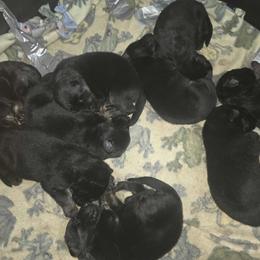 Boy 5 (All bicolor litter) - Bi-color male German Shepherd puppy in Christiansburg, Virginia from Paladin Haus German Shepherds