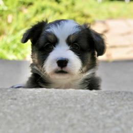 Pembroke Welsh Corgi Puppies from Potato Patch