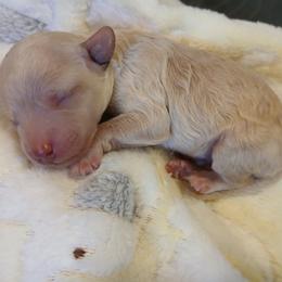 Dillon - Apricot male Poodle puppy in Blanch, North Carolina from Faithful Hearts Kennel