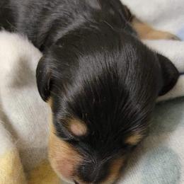 Dachshund Puppies from CLARK'S BREEDING PROGRAM