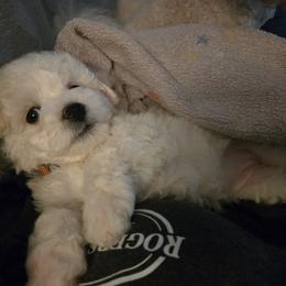 Bichon Frise Puppies from Beloved Bichon
