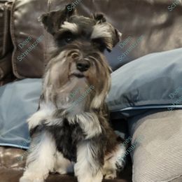 BERTIE - Miniature Schnauzer