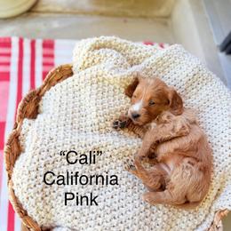 California - Red  female Goldendoodle puppy in Springville, Utah from JW Doodles