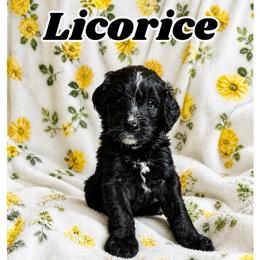 Licorice - Black and white male Bernedoodle puppy in High Point, North Carolina from Kingsfield Doodles