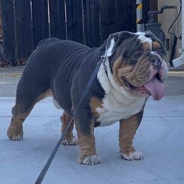 Bob - English Bulldog