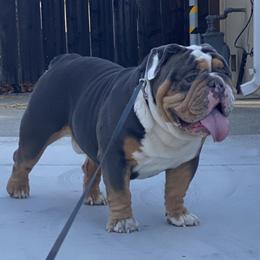 Bob - English Bulldog