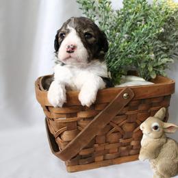 Draco - Sable male Bordoodle puppy in Ashland, Ohio from Cherry Blossom Doodles
