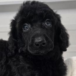 Augusta - Black male Poodle puppy in Conroe, Texas from Pear house farm