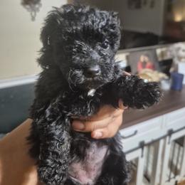 Ebony - Black and white female Shichon puppy in Pacolet, South Carolina from Kelli's Kennels