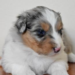 Female 4 - Blue merle female Australian Shepherd puppy in Hamilton, New Jersey from Birch Haus