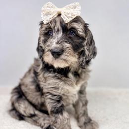 Magnolia - Merle female Goldendoodle puppy in Calhoun, Georgia from FamilyLoved Doodles