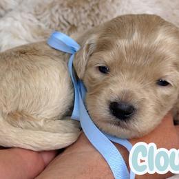 Cloudy - Cream female Australian Labradoodle puppy in Upland, California from Kings Labradoodles