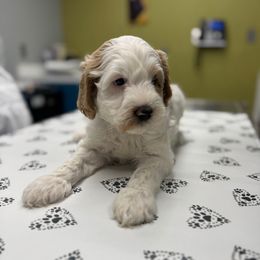 Blue Collar Girl - Caramel female Australian Labradoodle puppy in Hagerstown, Maryland from Westfields Labradoodles