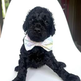 Cricket - Black male Goldendoodle puppy in Mount Pleasant, Tennessee from Doodle My Heart