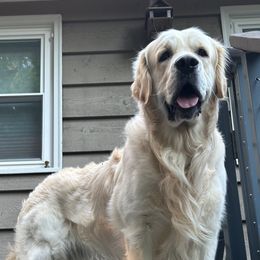 Goose - Golden Retriever