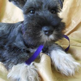 "Male Miniature Schnauzer puppy" Miniature Schnauzer Puppies from PJ's Miniature Schnauzers