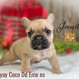 French Bulldog Puppies from Toy House Frenchies