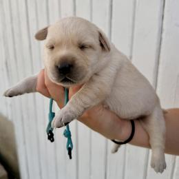 Light Blue - Yellow female Labrador Retriever puppy in At Henry, Ohio from Hickory Creek Labs