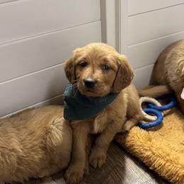 Hibiscus 'Izzy' - Dark golden female Golden Retriever puppy in Payette, Idaho from Stonewick Retrievers