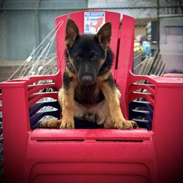 German Shepherd Puppies from Auf der Marquis German Shepherds