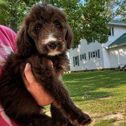 Elizabeth - Black and white female Bernedoodle puppy in Holden, Missouri from Mid-West Bernedoodles