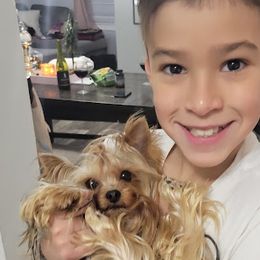 Yorkshire Terriers from Narnian Yorkies