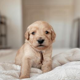 Scone, Boy - Red  male Goldendoodle puppy in Maricopa, Arizona from Desert Ridge Doodles