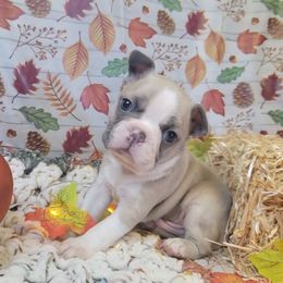 M1 - Blue male Boston Terrier puppy in Wilson, North Carolina from Chrysco Boston Terriers