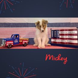 Mickey - White male Collie puppy in St Augustine, Florida from Saltwater Collies LLC