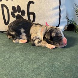 Hot Pink - Merle female Bernedoodle puppy in Bellevue, Iowa from Blended Acres & Kennels