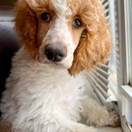 Prancer - Parti Poodle puppy in Swansboro, North Carolina from Monarch Standard Poodles