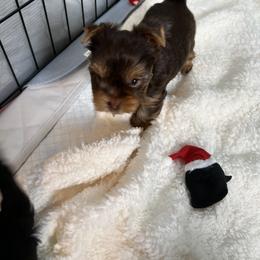 Yorkshire Terrier Puppies from Artisan Yorkies LLC