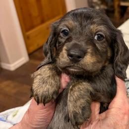 Spot - Dapple male Dachshund puppy in Heber Overgaard, Arizona from Sonoran Doxies