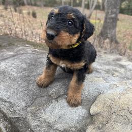 Miss Yellow - Black and tan female Airedale Terrier puppy in Mooresville, North Carolina from Farm 55