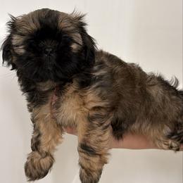 Girl 1 - Black and tan female Shih Tzu puppy in Lynnwood, Washington from Caroline's Shih Tzus