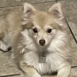 Lexi - Pomeranian